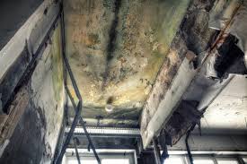 Best Forensic Mold Investigation  in Riverton, NJ